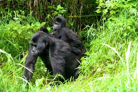gorilla trekking tours