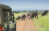 wildlife safari tours