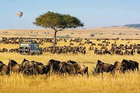 african safari tours