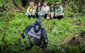 best gorilla trekking tours
