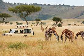 luxury safari tours
