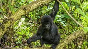 3 days bwindi gorilla trekking safari