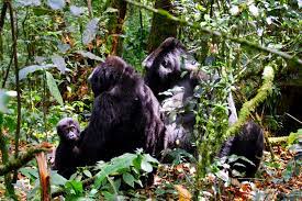 3 days gorilla trekking safari