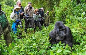 gorilla trekking bwindi impenetrable forest