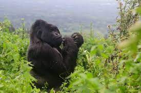 gorilla trekking drc