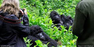 lowland gorilla trekking