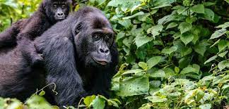 buhoma gorilla trekking