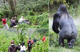 bwindi gorilla trek