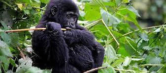bwindi gorilla trekking safaris