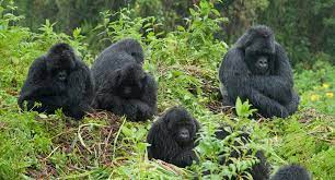 bwindi impenetrable forest gorilla trekking