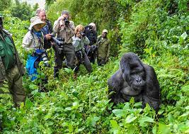 gorilla safari trek