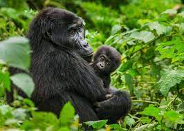 gorilla safaris adventure