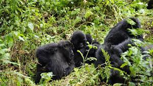 gorilla trek africa ltd