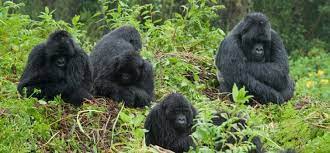gorilla trekking in bwindi impenetrable national park