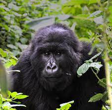 luxury gorilla safaris