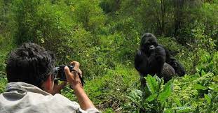 mountain gorilla safari