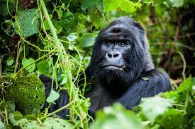 national geographic gorilla trekking