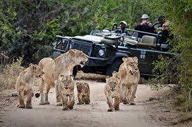 best african wildlife tours