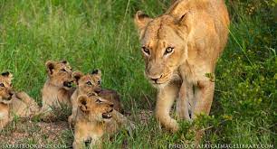 best south african safari for families