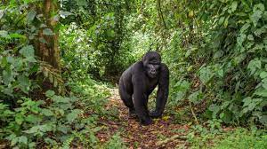gorilla tracking