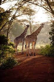 uganda's wildlife