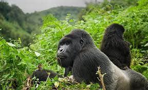 african gorilla tours