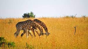 wildlife safaris in uganda