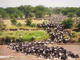 great migration safari packages