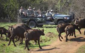 south african safari vacation packages