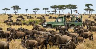 wildebeest migration safari packages