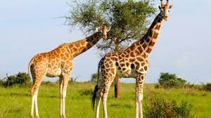 uganda safari holidays